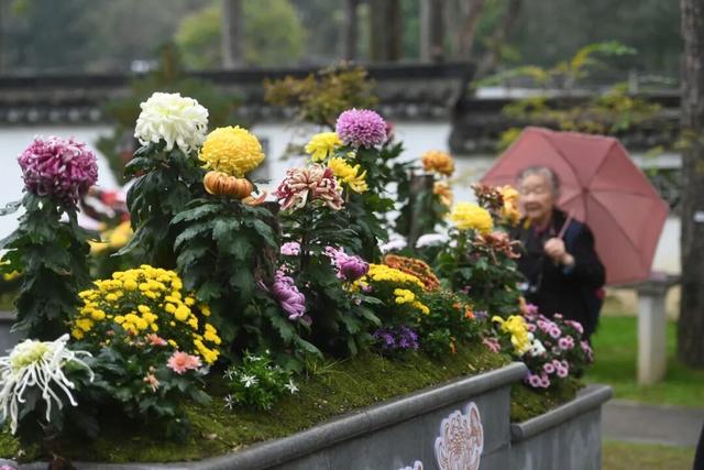 中山秋韵，菊映盛世！南京中山植物园2025金秋菊展清雅启幕