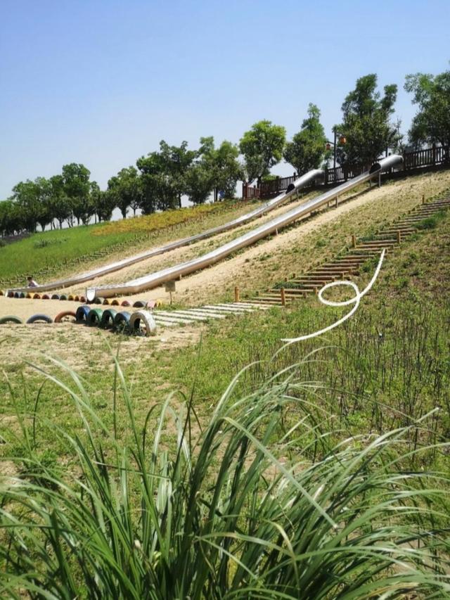 西咸新区600亩向日葵海已绽放