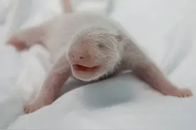 全球唯一大熊猫三胞胎老大“萌萌”喜当妈！图片