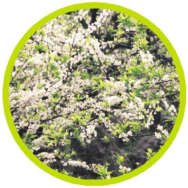 【新春走基层】市民游客畅游恭城“李花花海”