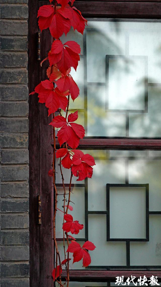 秋日限定，南京“爬山虎之窗”一眼惊艳