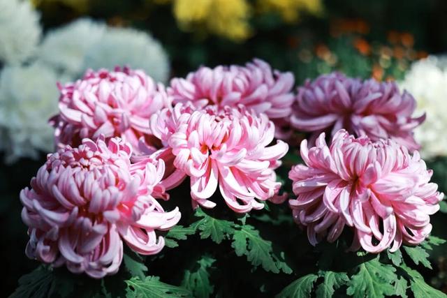 国家植物园第四届菊花展启幕 打造沉浸式秋日盛宴