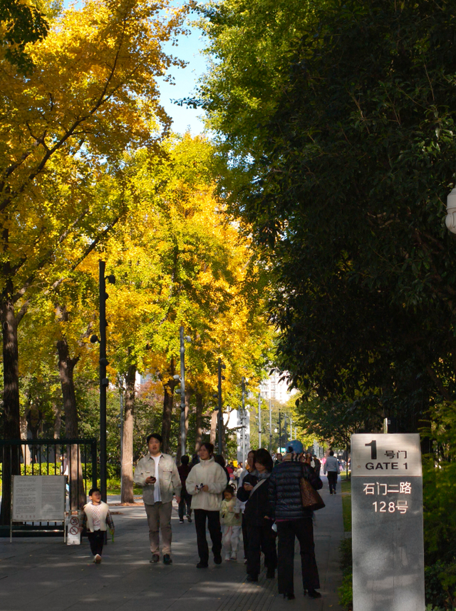 静安“银杏车站”迎来最美时刻！满眼的金色浪漫……（附全区银杏打卡点位）
