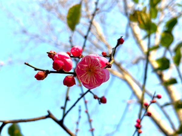 今年的早梅提前一个月开花了！武汉公园梅花与蜡梅同框争艳
