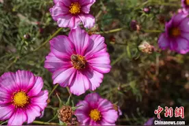 青海贵德：高原小城培育优良蜂种图片