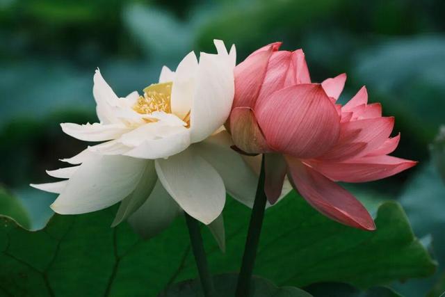 云游美丽中国 · 普者黑特辑