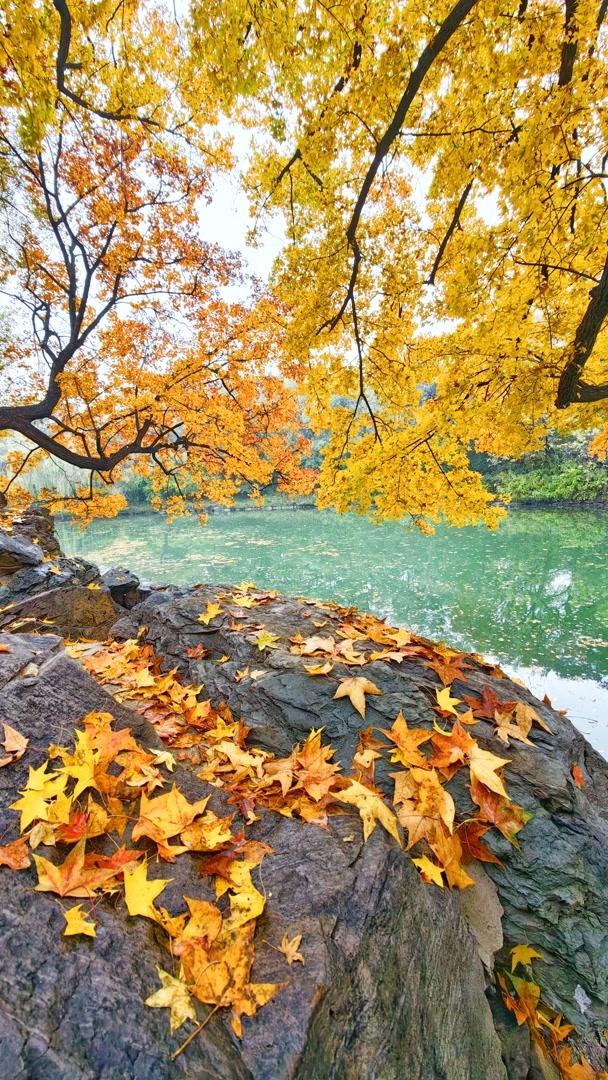 雨落颐和园后溪湖，秋色染透一地金黄