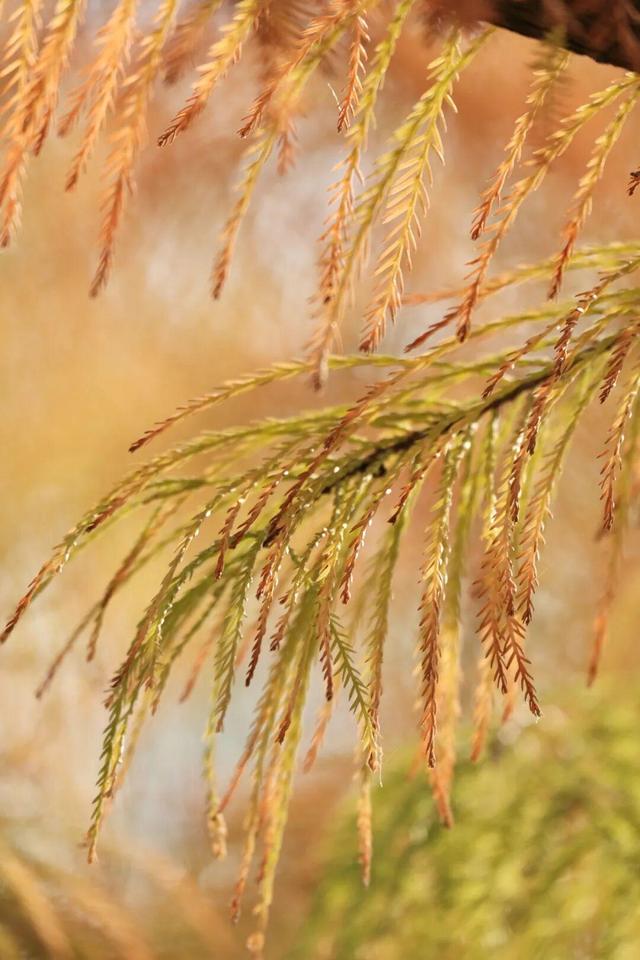 娄底：藏不住的诗意冬景，每帧都美到“心巴”上～