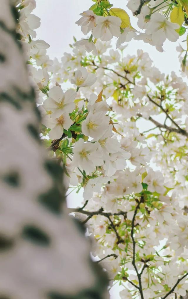 暴雨将停，AI赏花一键直达！