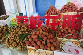 中国荔枝龙眼产业大会为何连续五年落户茂名？图片