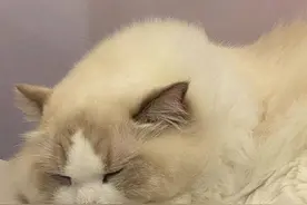 香港记事｜明星小祖宗图片