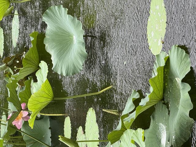 北京：雨中听荷，邂逅夏日清欢