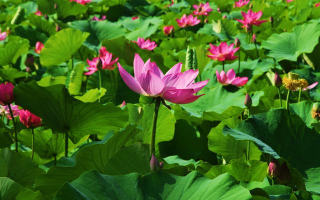 组图丨植物园里好清凉
