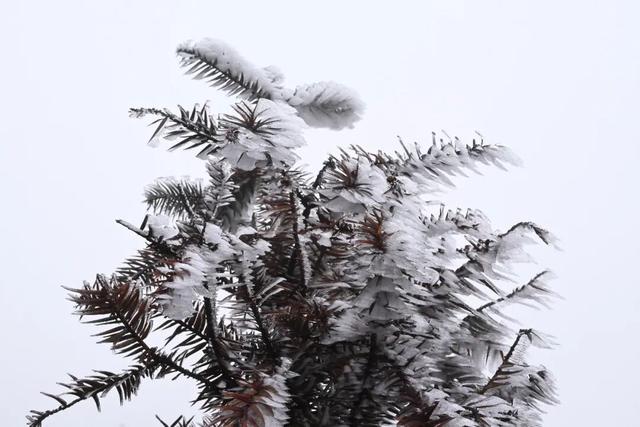 福建雨凇美景上线