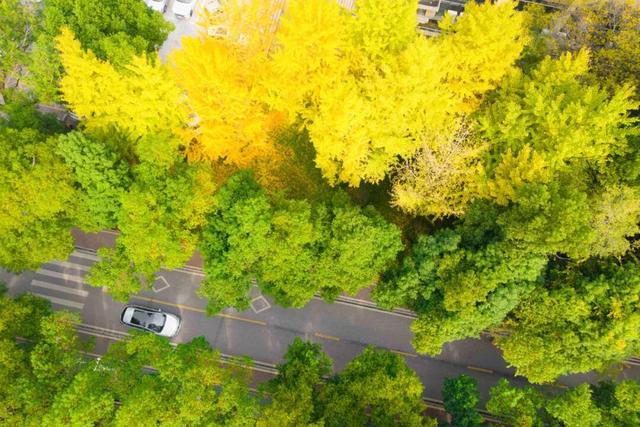 最好的秋天，在华师！
