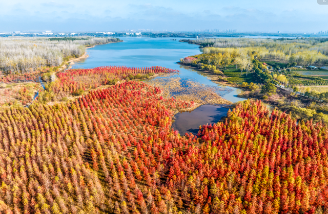 冬来秋未尽！秋天是赖上合肥了？