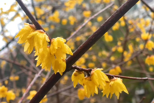 真的被香到了！在闸北公园邂逅一缕冬日冷香