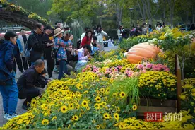 武汉市第41届金秋菊展在沙湖公园璀璨启幕图片
