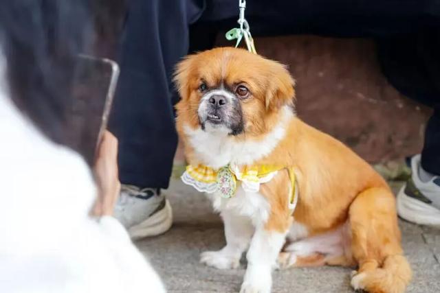 奖牌不限量！蒙顶山徒步第六季暖冬回归，邀您共赴一场“有氧”之约