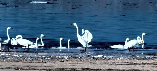 河曲融媒天鹅直播引发关注 生态美景与媒体担当获双重点赞