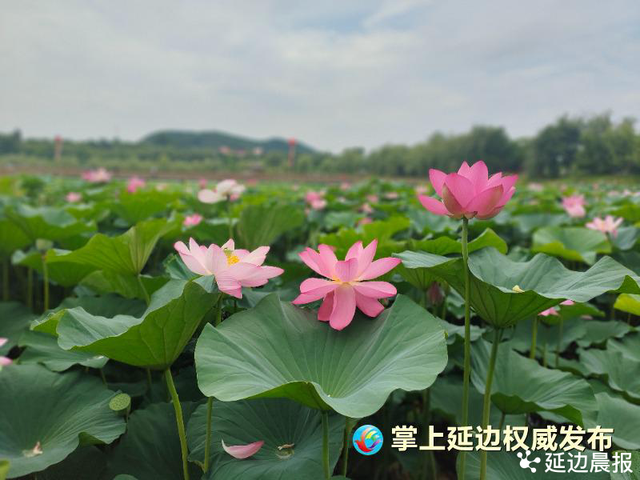 浪漫夏日，为“荷”到延边！赏荷地图来了~