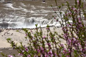 黄河壶口瀑布迎来壮美“桃花汛”图片