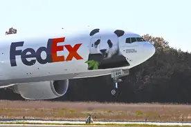 美国民众依依惜别，旅美大熊猫“美香”一家回国了图片