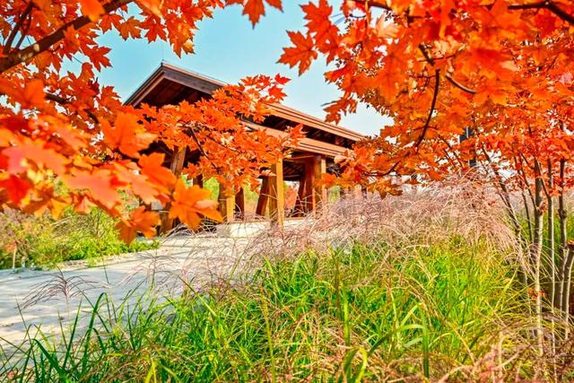 开放啦！副中心醉美秋色等您入画~