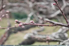 黟县桃花何时开？花期预报来啦！图片