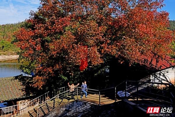 怀化中坡山，层林尽染的氧吧，市民天天逛、摄影家追着拍