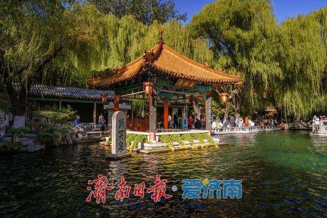 一年四季 泉在济南丨趵突泉金秋菊展盛装绽放，游客市民共赏千菊争艳