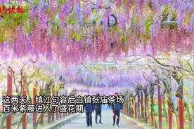 镇江句容百米长廊紫藤绽放，花开如瀑美不胜收图片