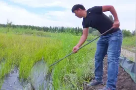 “一水两用 一田双收” 茫丁乡稻田蟹喜获丰收图片
