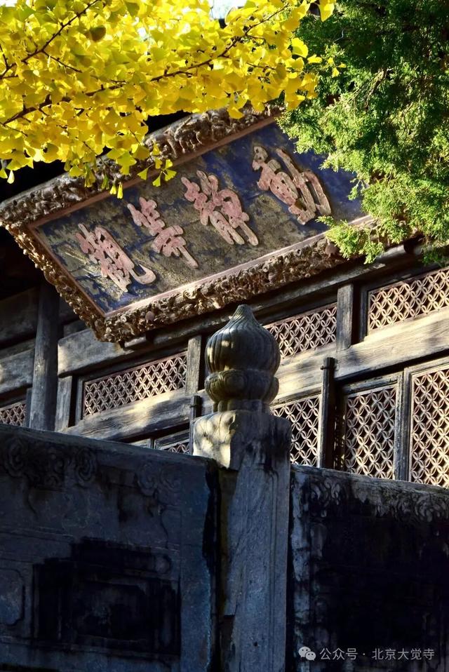 金色瀑布！北京这些千年古银杏正在最佳观赏期！