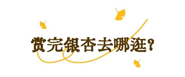 现存数量最多！赏银杏就来珠峰村