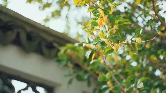 欢聚吴江· “香”遇桂花季丨上线了！吴江赏桂地图！