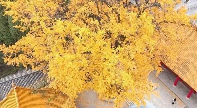 济南文旅 | 满城红黄绘就秋日限定美景 “赏叶经济” 助力文旅高质量发展