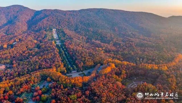 没来过紫金山，就不算看过南京的秋