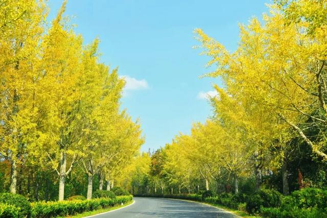 来崇明新海镇，邂逅鎏金般的美好