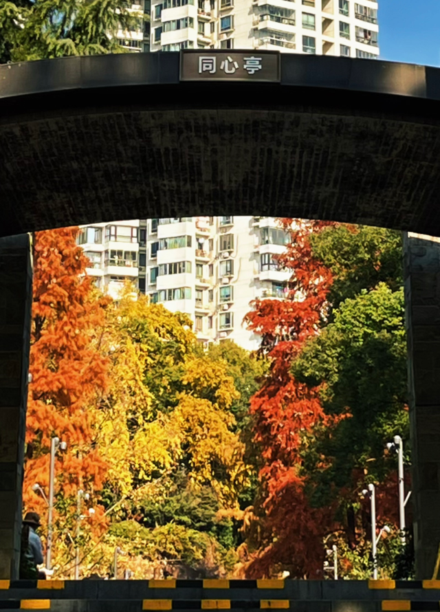 美翻了！苏河湾“红枫天桥”上线！更多金色、橙色、赭红色正在路上……来看↗