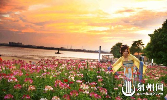 醉蝶盛放待君来 泉州市区滨海公园醉蝶花如期盛放