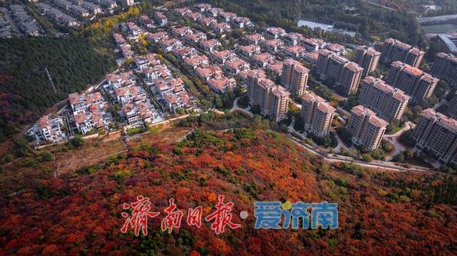 层林尽染！济南蝎子山“平分秋色”美景上线