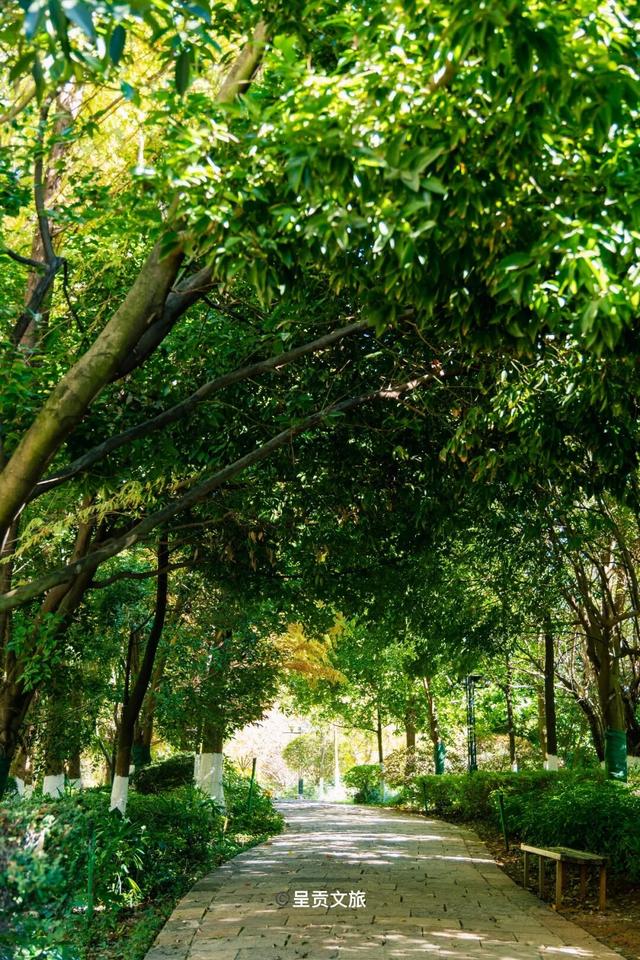 冬日呈贡洛龙公园，一天看尽四时之景