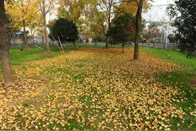 上海“落叶指数模型”照看每棵树，中青报：一叶知秋更知一座城的温度图片