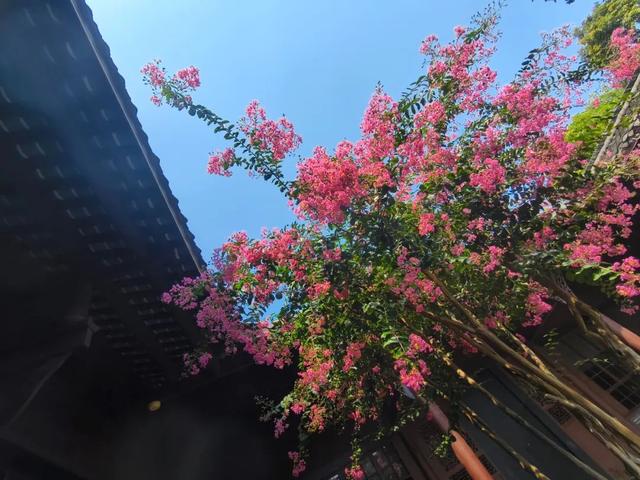 大邑这里紫薇花绽放，错过等一年