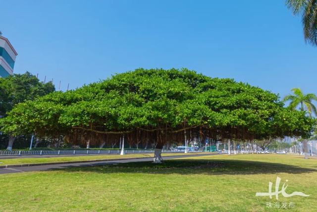 上新！珠海“顶流爱心树”浪漫升级，出片率100%！