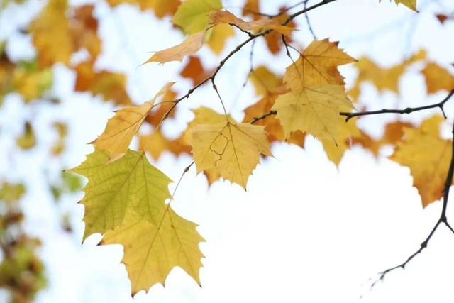 娄底：藏不住的诗意冬景，每帧都美到“心巴”上～