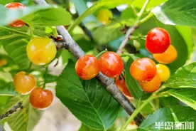 周末走起，吃樱桃喽！图片