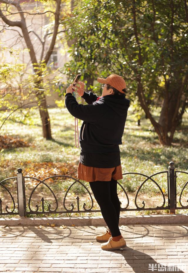 八大关枫叶抓紧看