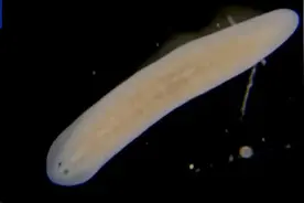 “虫虫我啊，要上天啦！”图片